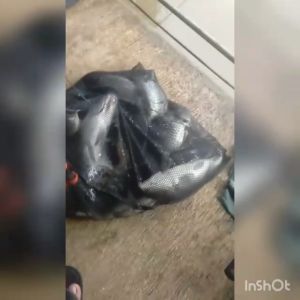 Essen MAYIT 15 MILI & Essen Kamper: Panduan Lengkap