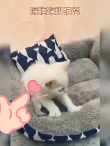 Dog Bed Mat Washable Pet Cat Bed Cotton Cushi Sleeping Warm Soft Bed For Puppy Kitty