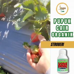 Pupuk Organik Cair Stroberi 100 Ml Booster Agar Cepat Berbuah Lebat Manis By Jagotani Yogyakarta