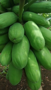 Bibit Pepaya California Super Unggul / Bibit Pepaya California Kemasan Repack Isi 30 Butir