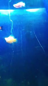 Lampu LED Celup Aquarium Aquascape Tahan Air T4 Rosston 20 30 40 50 60 cm