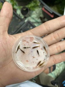 Plants Shrimp  Buy 1 take 1