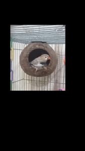 Magnifica Natural Coconut Shell Bird Nest Box Bird Toy