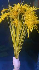 1 ( Bó ) 10 Cành Bông Lúa Vàng Nặng Phong Thủy Tài Lộc Decor Phòng Khách Trang Trí Nhà Chiều Cao 90cm 1 Cành 3 Bông