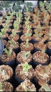 Kaktus Kepompong: Tanaman Hias Interior yang Tahan Panas