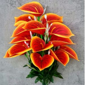 Anthurium Jumbo X18 Tinggi 50cm ( Tanpa Pot )