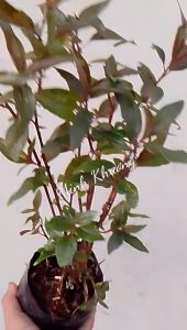 [Cây dược liệu] 2 Chậu 20 cây giống dòi thân tím  hỗ trợ phổiho...-Vườn Minh Khương