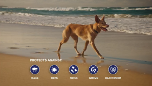 [NEAR EXPIRY SALE] Nexgard Spectra Single Anti Tick Flea Mange and Deworming Chewable for Extra Small Dogs 1-3.5kg EXP:09/30/26