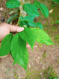 Daun Salam Wangi (120 Gram) Bumbu Penyedap Aroma Pelengkap Masakan Enak