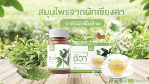 Chewa ชีวา แคปซูล 4 กระปุก สมุนไพร ผักเชียงดา organic ผักเชียงดาสกัด ควบคุมระดับน้ำตาล ชนิดแคปซูล เบาหวาน ทานได้ มี อย. ฮาลาล