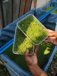 Benih Azolla | High Protein Plants