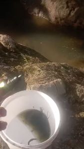 Essen Micro Fishing Tsurikami isi 10ml Aroma Gurih Amis dan Harum