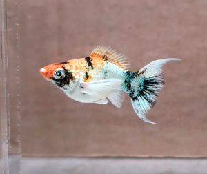Red Head Balloon Molly Fish(Female) 红头短身气球茉莉鱼(母)❗️(Not random fish）❗️Fish same as order❗️28