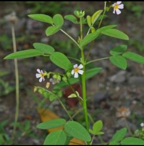belimbing tanah atau calingcing 100grm