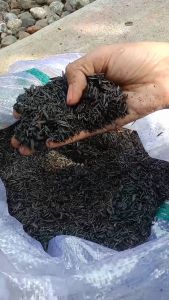 Sekam bakar 500 gram media tanam organik / arang sekam pupuk tanaman