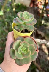 Echeveria Claudia Rose Succulent 克罗地亚玫瑰諁多肉植物Succulent