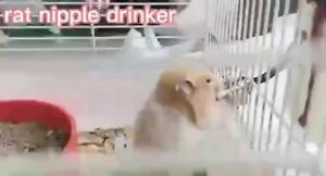 202550 PCS Rat Mice Rabbit Rodent Cage Associated Automatic Mouse Breeding Waterer Drinker Durable No Leak Farming Breeding Tools