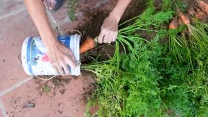 VALUE PACK (70 SEEDS) - CARROT SEEDS/F1 HYBRID/HIGH YIELDING/EASY TO GROW/FOR GARDEN