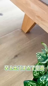 K6731 Umpan Gel Pembunuh Lipas (3 keping setiap set) / K6731 杀蟑胶饵(1套3支) / K6731 Cockroach Killer Gel Bait (3 pieces per set)