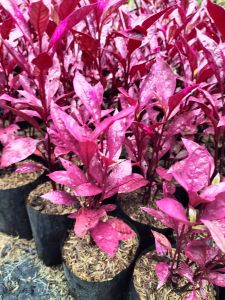 Purple Althernanthera