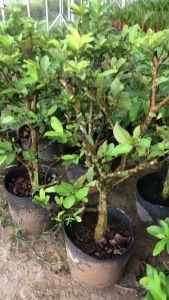 CÂY ỔI NỮ HOÀNG - SIZE LỚN ĐƯỢC CHỌN  LỰA KỸ CÀNG - MAI HUY - MSP 2960