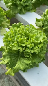 500 butir benih selada TAHAN PANAS indoseed CAiPiRa Original Pabrik / bibit selada keriting PREMIUM