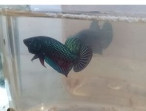 ปลากัดลูกผสมอีสานใต้มหาชัยหนาๆชาน