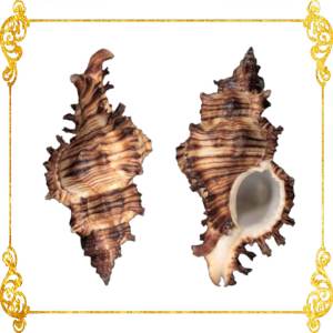 Torrectactus | Chicoreus Torrefactus | Firebrand Murex | 2 - 4 Inches