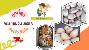 [ส่งฟรี] #1กิโล💥| กระเทียมจีนกลีบใหญ๋ คัดเกรด A มีคุณภาพ เม็ดสวย
