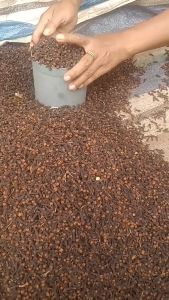 Cengkeh Kering Ukuran 1Kg Sampai 25 gram