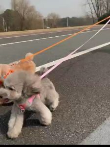 สีซีรัส สายจูงสุนัข สายจูงแมว สายจูงสัตว์เลี้ยง สายจูงปรับระดับ ชุด [CC] จัดส่งจากประเทศไทย