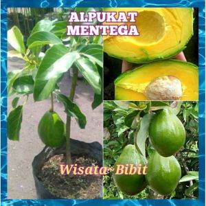 Bibit alpukat MENTEGA JUMBO hasil okulasi cepat berbuah