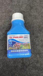 SV PHALANX 30SC | Hỗ Trợ Giảm Thán Thư Ớt – Trái Không Thối Đít Cuống Chắc Lên Màu Đều - Chai 240ml