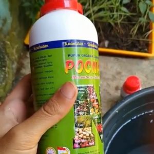 Pupuk Pelebat Buah Cabai Rawit Cepat Berbuah Pupuk Penyubur Organik Pupuk Booster Cabai Rawit Rontok