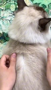 OBAT PEMBASMI KUTU KUCING AMPUH SPRAY AMAN DIJILAT SEMPROTAN ANTI KUTU KUCING DAN TELURNYA 60ML