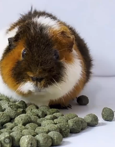 timothy hay molar cube hamster rabbit guinea pig chinchilla