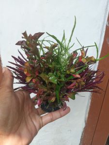 Tanaman air akuarium kombinasi paket hiasan akuarium