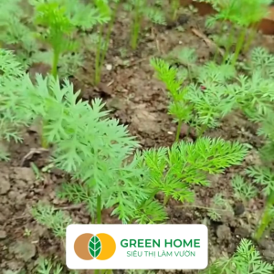 Hạt Giống Cà Rốt GreenHome Gói 5g~2800 hạt Dễ Trồng Quanh Năm Củ To Dài Sinh Trưởng Khỏe T40
