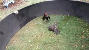 คุณสมบัติ์ ไข่เชื้อไก่ชน ส.มีสูง 100% ลูกเยียร์ พรสวรรค์ ร้านส่งไว