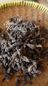 Umbi Rumput Teki 100gr Asli Kering Liar