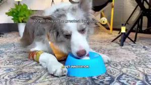 Slow Feeder Dog Bowls for Liquid Treat Anti-Slip (Entertained Ball-in) Bone Broth Dog Lick Bowl 3/4 Cup Yogurt Pup Lick Toy