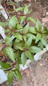 Cây Dòi Tím - Tổng thể tầm 20-30 cm - Tác dụng dược liệu!