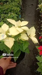 Tanaman Hias Bunga Kastuba Daun Putih