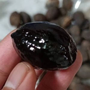 Muncang adu | kemiri | jayanti dodo / random