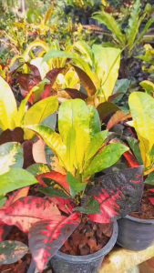 โกสนสายพันธุ์ต่างๆ👉ซื้อ 5 แถม 1 ส่งทั้งกระถาง