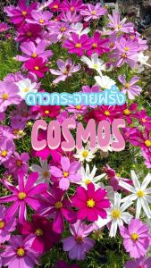 ดาวกระจายฝรั่งcosmos
