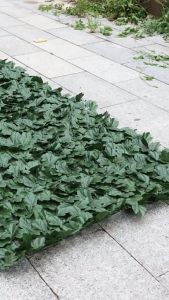 *10 ปีโดยไม่ต้องเปลี่ยน*รั้วต้นไม้ปลอม 1x3เมตร รั้วแต่งสวน ใบไม้เทียมติดผนัง แข็งแรงทนทาน