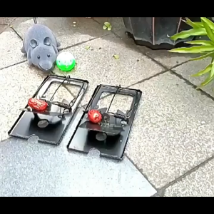 Iron Mouse Trap Large Mouse Trap Plate Clip Household Black Metal Mouse TrapSpring Clip Reusable Trap for Mouse and Pest Resistant