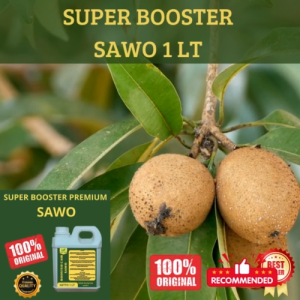 Pupuk Sawo 1 LT Supaya Cepat Berbuah Pupuk Sawo Supaya Subur Berbuah Pupuk Sawo Cepat Besar