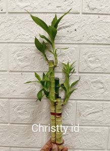 BAMBU HOKI + BAMBU REJEKI + LUCKY BAMBOO